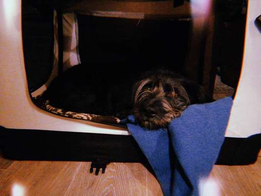 Zeigt her Eure Futternäpfe-Beitrag-Bild