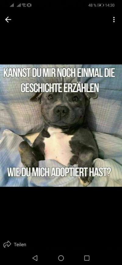 Spielen an der Leine-Beitrag-Bild