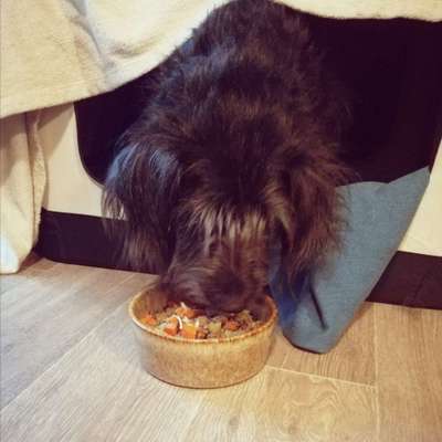 Zeigt her Eure Futternäpfe-Beitrag-Bild