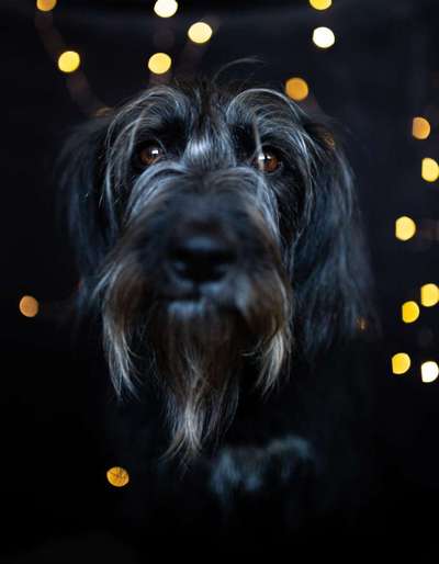 Black dogs are beautiful-Beitrag-Bild