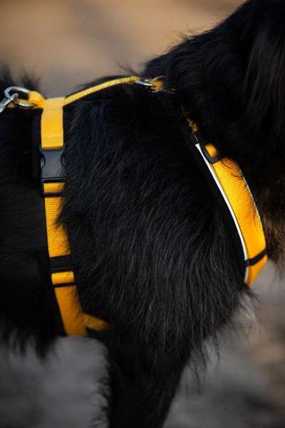 Wie sitzt mein Geschirr?-Beitrag-Bild