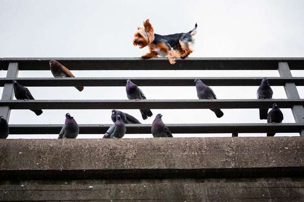 Photomontagen mit Hund-Beitrag-Bild