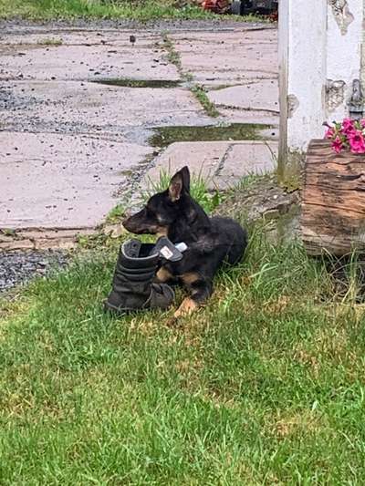 Mischlingshunde Foto Aufruf-Beitrag-Bild