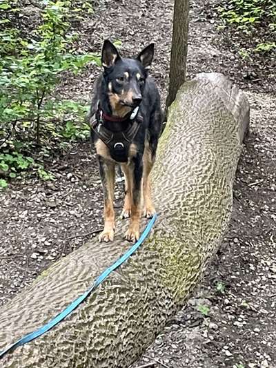 Dogorama Photo Challenge - Brücken-Beitrag-Bild