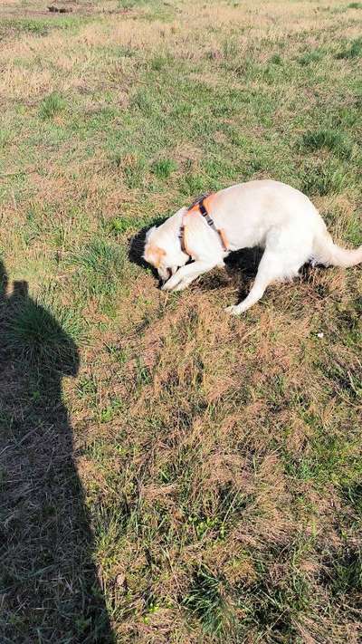Hundetreffen-Gassi gehen und spielen im Landschaftspark oder der Königsheide-Bild