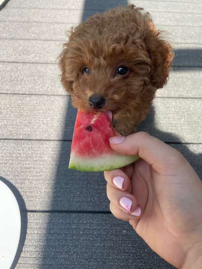 Hundetreffen-Gassi/Spiel  Freunde gesucht-Bild