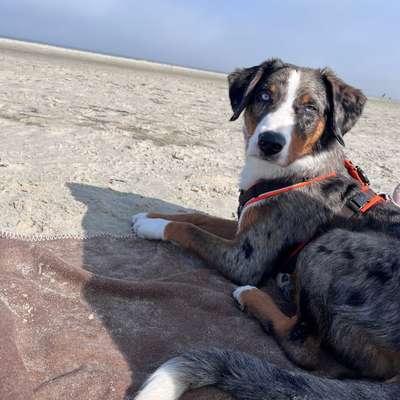 Hundetreffen-Wir pausieren erstmal :)-Bild