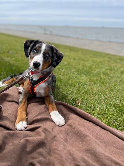 Hundetreffen-Hundefreunde gesucht-Bild
