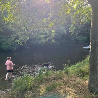 Hundetreffen-Mantrailing-Bild