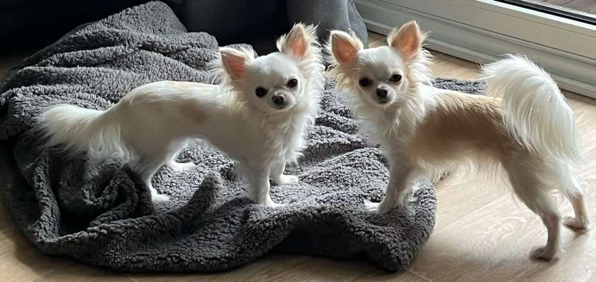 Hundetreffen-Gemeinsam spazieren( kleine Hunde) gehen im Volkspark Friedrichshain-Bild