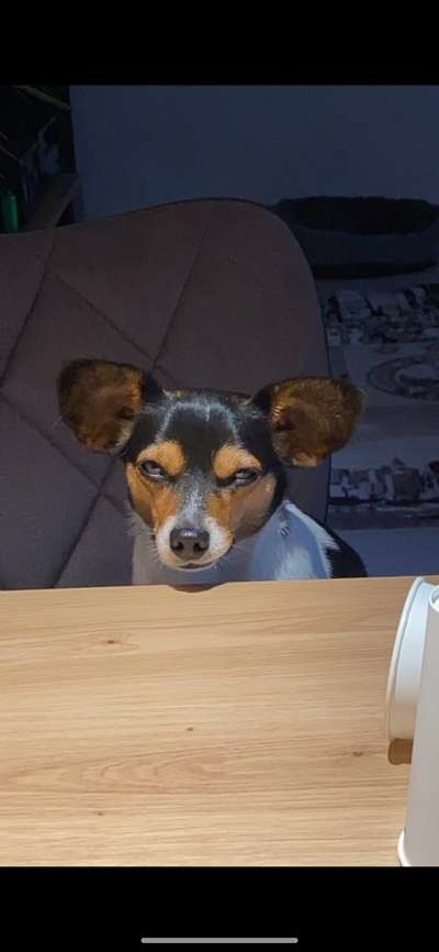 grumpy dog 😅-Beitrag-Bild