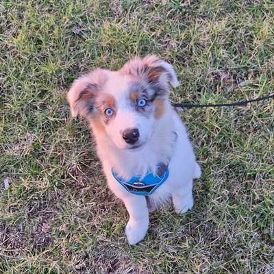 Hundetreffen-Welpentreffen-Bild