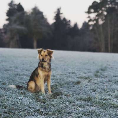 Hundetreffen-Social walk-Bild