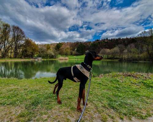 Dogorama-Monats-Challenge-Mai "Wasser"-Beitrag-Bild