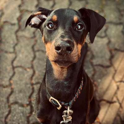 Welche Hunderasse-Beitrag-Bild