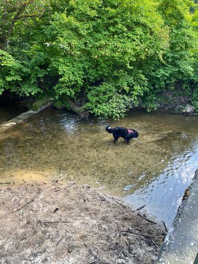 Berner Sennen-Beitrag-Bild