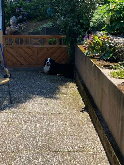 Berner Sennen-Beitrag-Bild