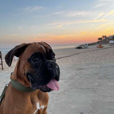 Hundetreffen-Spielfreund gesucht-Bild