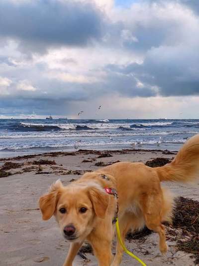 Nova Scotia Duck Tolling Retriever-Beitrag-Bild