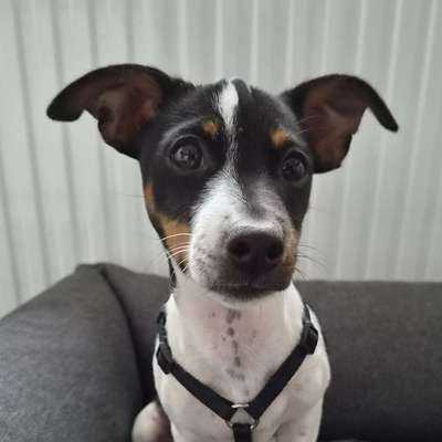 Hundetreffen-Gassirunde / Spieltreff-Bild