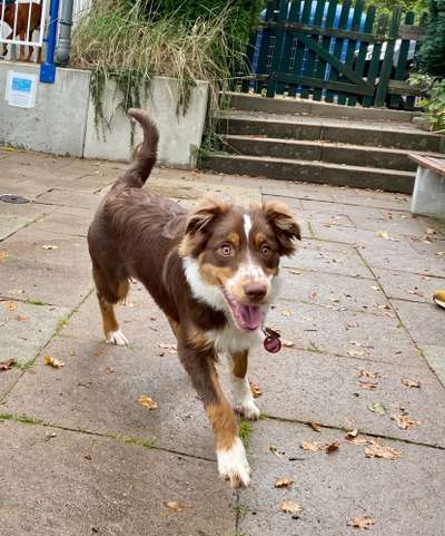 Hundetreffen-Jundhund-Spielstunde-Bild