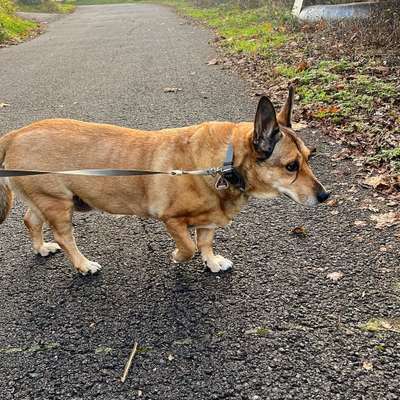 Hundetreffen-Ruhige Hundedame sucht neue Freunde-Bild