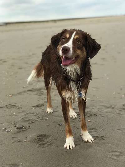 Hundetreffen-Spielkamerad/ in gesucht-Bild