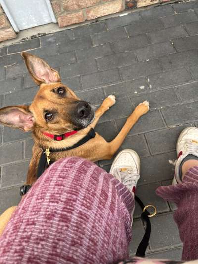 Hundetreffen-Wir suchen entspannte Hunde-Bild