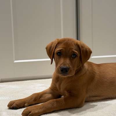 Hundetreffen-Spielbuddy gesucht-Bild