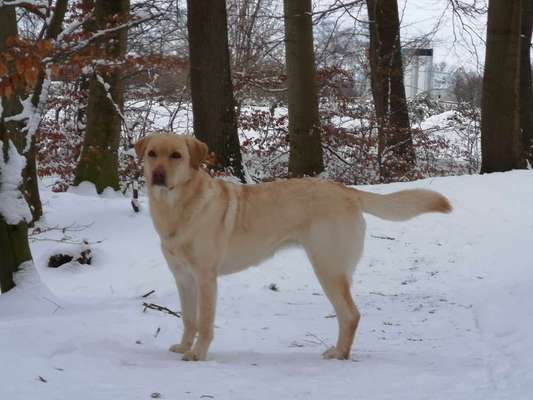 Labradorfans-Beitrag-Bild