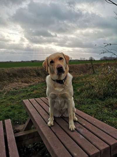 Labradorfans-Beitrag-Bild