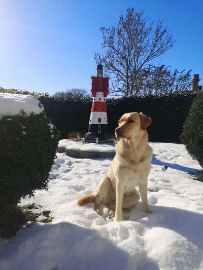 Labradorfans-Beitrag-Bild