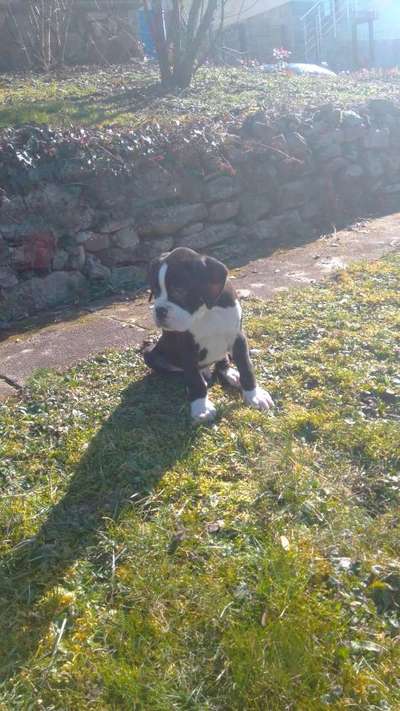 Welpen Bilder !-Beitrag-Bild