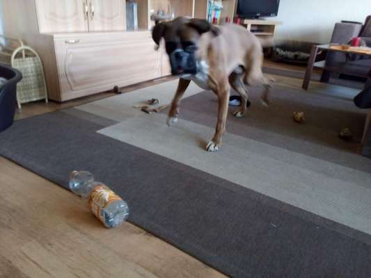 Hunde mit Behinderung-Beitrag-Bild