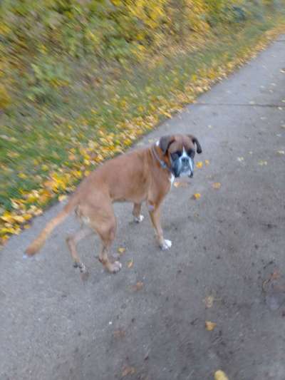 Hunde mit Behinderung-Beitrag-Bild