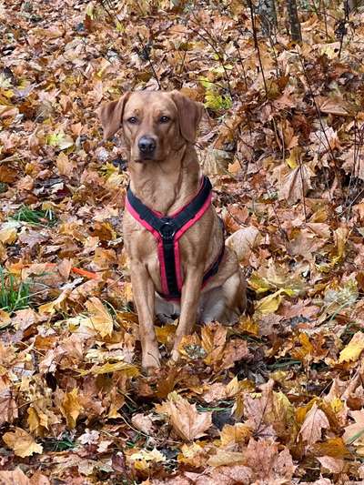 Labradorfans-Beitrag-Bild