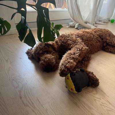 Hundetreffen-Organisation für ein Treffen unter Welpen-Bild