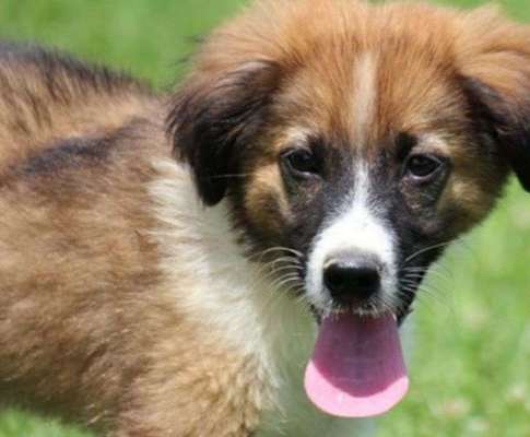 Welpen Bilder !-Beitrag-Bild