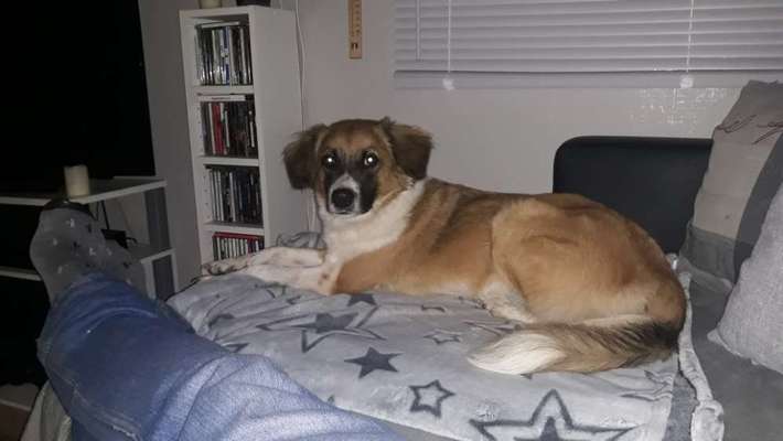 Wo habt ihr eure Hunde her ?-Beitrag-Bild