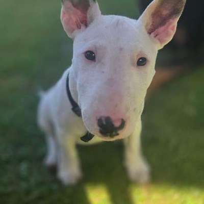 Hundetreffen-Neue Spiel/ Gassifreunde gesucht-Bild