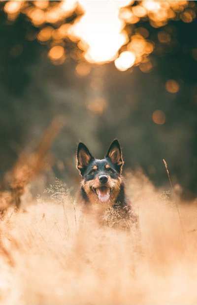 Die Dogorama Kalender Challenge Titelbild-Beitrag-Bild