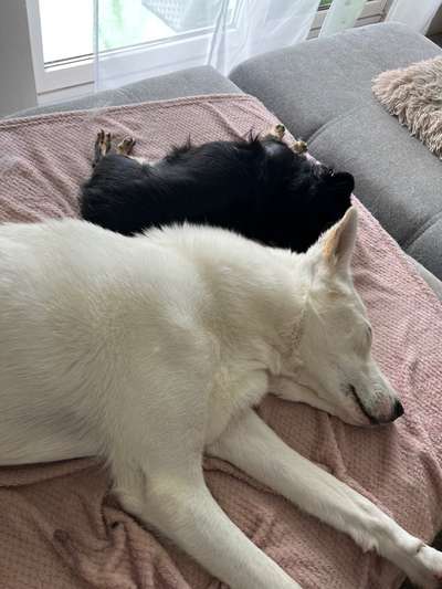 TierschutzhundeStammtisch🐕-Beitrag-Bild