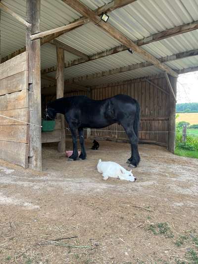 TierschutzhundeStammtisch🐕-Beitrag-Bild