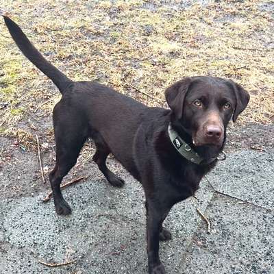 Hundetreffen-Play date mit Bailey. 🐶-Bild