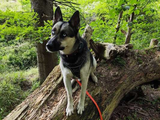 Foto -Challenge  Thema : Dein Hund Im Wald-Beitrag-Bild