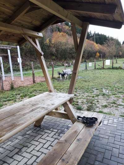 Hundeauslaufgebiet-Hundewiese Niedersfeld-Bild