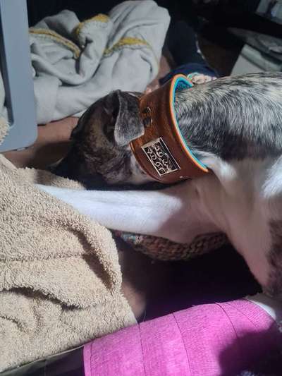 Windhunde - Treffen der besonderen Schönheiten
HERZLICH WILLKOMMEN-Beitrag-Bild