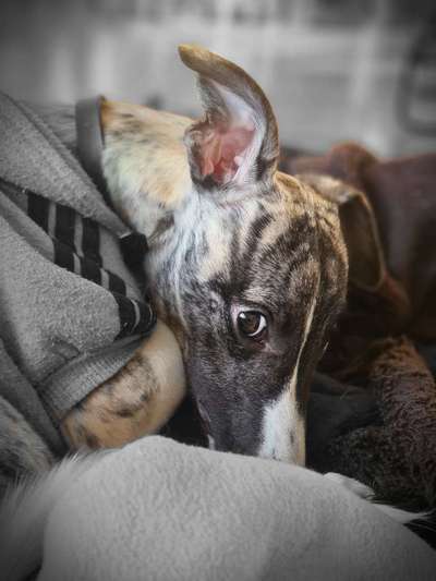 Windhunde - Treffen der besonderen Schönheiten
HERZLICH WILLKOMMEN-Beitrag-Bild