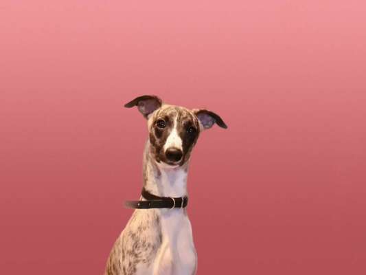 Windhunde - Treffen der besonderen Schönheiten
HERZLICH WILLKOMMEN-Beitrag-Bild