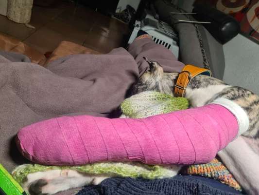 Linker Vorderlauf gebrochen,keine Gelenke beteiligt-Beitrag-Bild